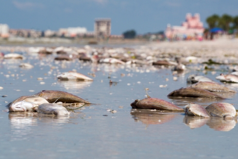 Red tide-related fish mortality off the coast of St. Petersburg, Fla. (Photo source: Adobe Stock)