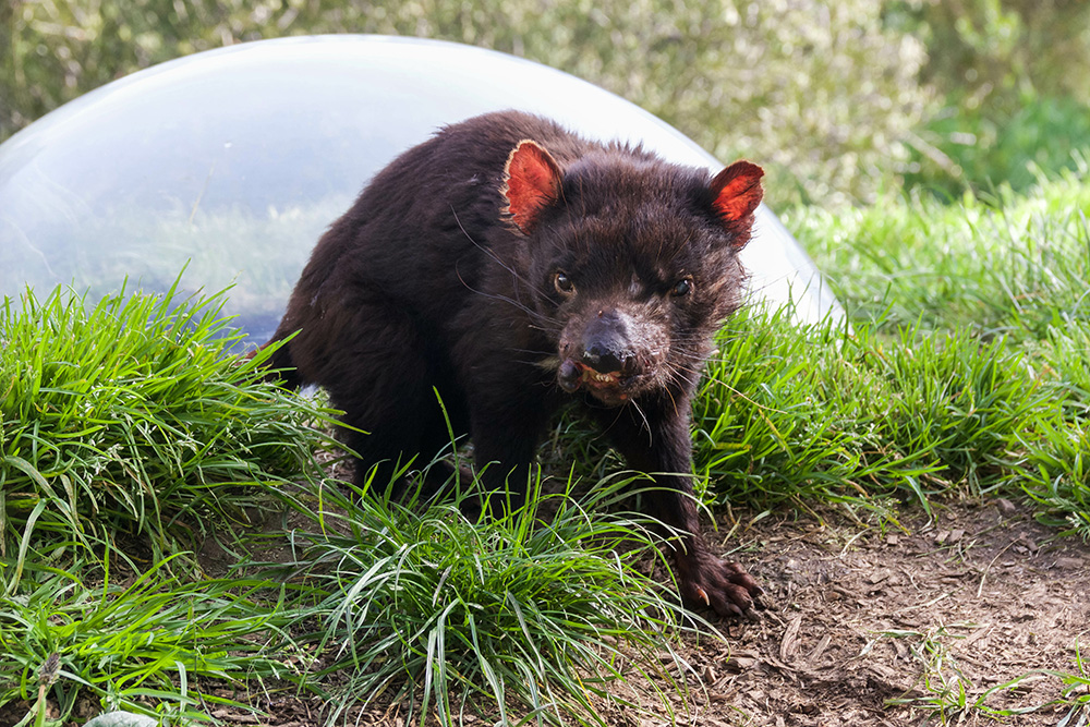 Tasmanian devil