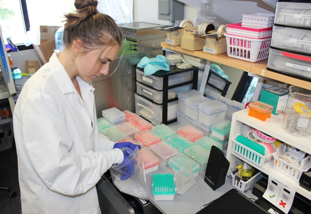 Student worker Abigail Pal refills pipette tip boxes by hand instead of buying replacement racks, greatly reducing the lab’s plastic waste. (Photo courtesy of Victoria Ramiez)