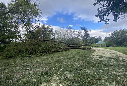 Tree damage at USF’s Botanical Gardens. (Photo by Nicole Brand)
