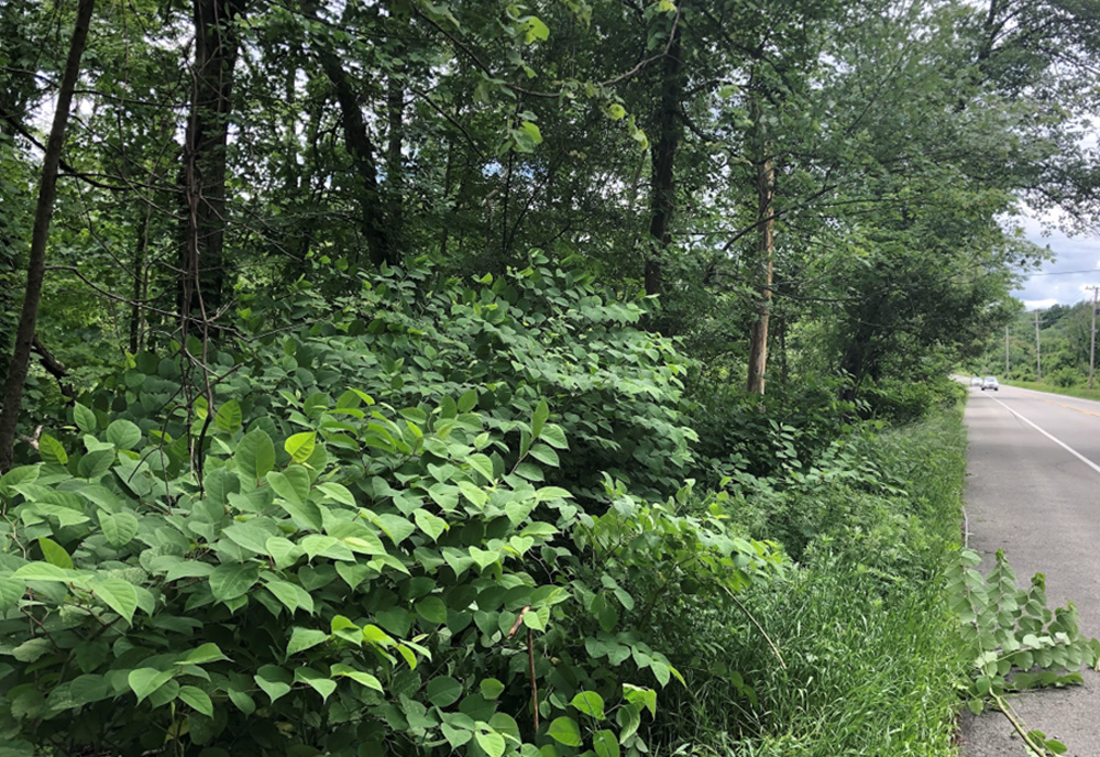 Example of an invasive knotweed habitat along a roadside. (Photo courtesy of Christina Richards)