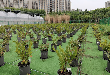 A knotweed garden at Fudan University. (Photo courtesy of Peipei Cao)