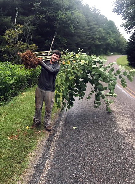 Field collection of invasive knotweed in the U.S. (Photo courtesy of Christina Richards)