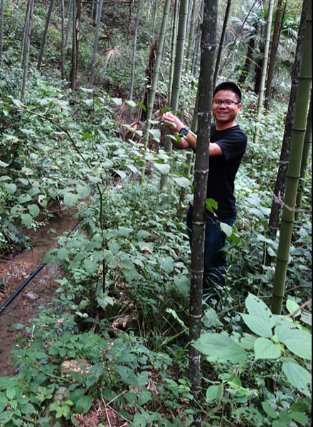 Field collection of knotweed in a native habitat in China. (Photo courtesy of Zhiyong Liao, Xishuangbanna Tropical Botanical Garden)