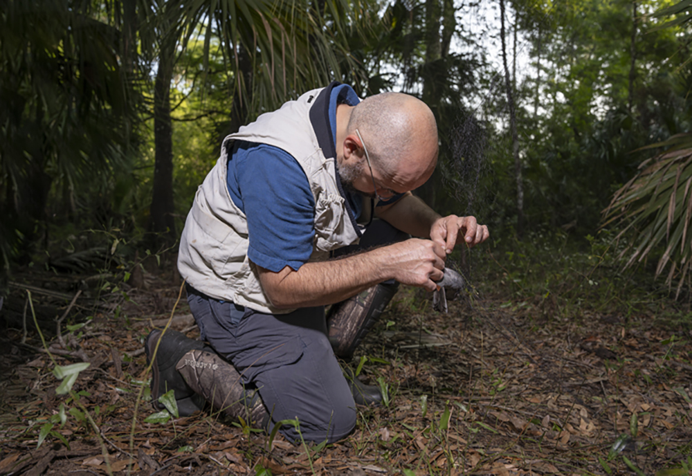 Santiago-Alarcon and his team set up mist nets in the USF Forest Preserve so that they can test and track the birds and their parasites. (Photo by Corey Lepak)