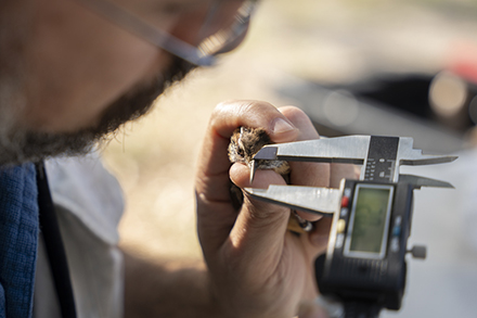 After catching a bird, Santiago-Alarcon takes morphological measurements as well as a blood sample. They then place a metal band on the bird’s leg and release them back into the wild. (Photo by Corey Lepak)