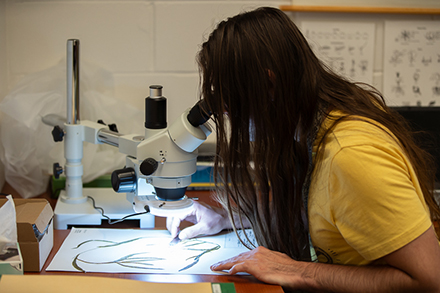 Kyle Keefer, an undergraduate student and herbarium assistant, examines new specimens to aid in the identification and documentation of new donations to the collection. (Photo by Corey Lepak)