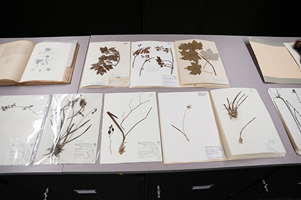 The USF Herbarium strives to get the whole part of each plant – seeds, roots, leaves and flowers. (Photo by Corey Lepak)