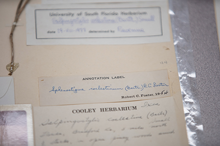 Established in 1958, the USF Herbarium’s collection serves as an invaluable snapshot of the ecological changes that have occurred over the better part of a century. (Photo by Corey Lepak)