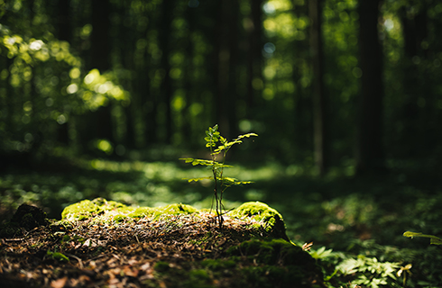 Trees have an overwhelming biomass on Earth and play a significant role in nearly every ecosystem. (Photo courtesy of Adobe Stock)