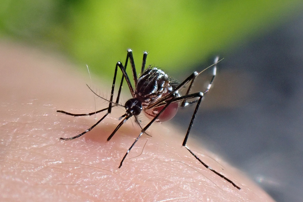 Mosquito