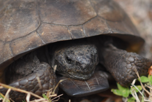 tortoise peeks out of its shell