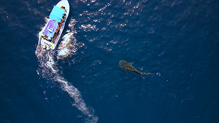 Aerial shot of whale shark aggregation site. Photo courtesy of Hearst Media Production Group / ©2025 Mutual of Omaha Insurance Company.