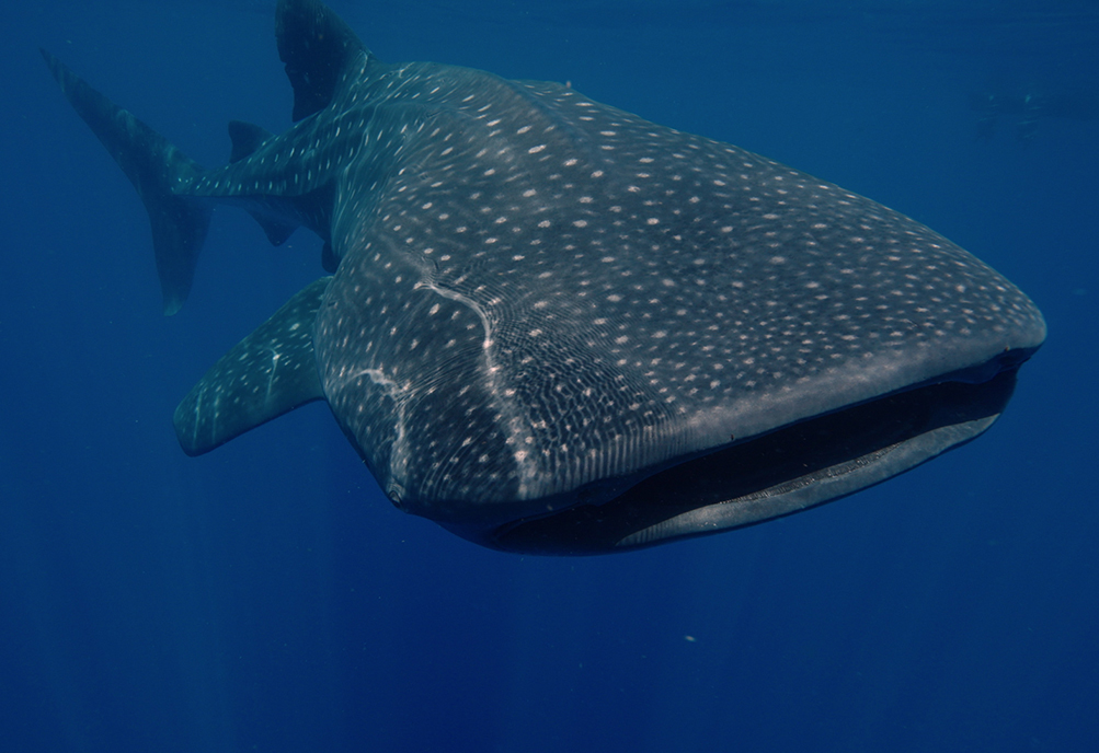 A whale shark spotted off the aggregation site in the Yucatán. Photo courtesy of Hearst Media Production Group / ©2025 Mutual of Omaha Insurance Company.