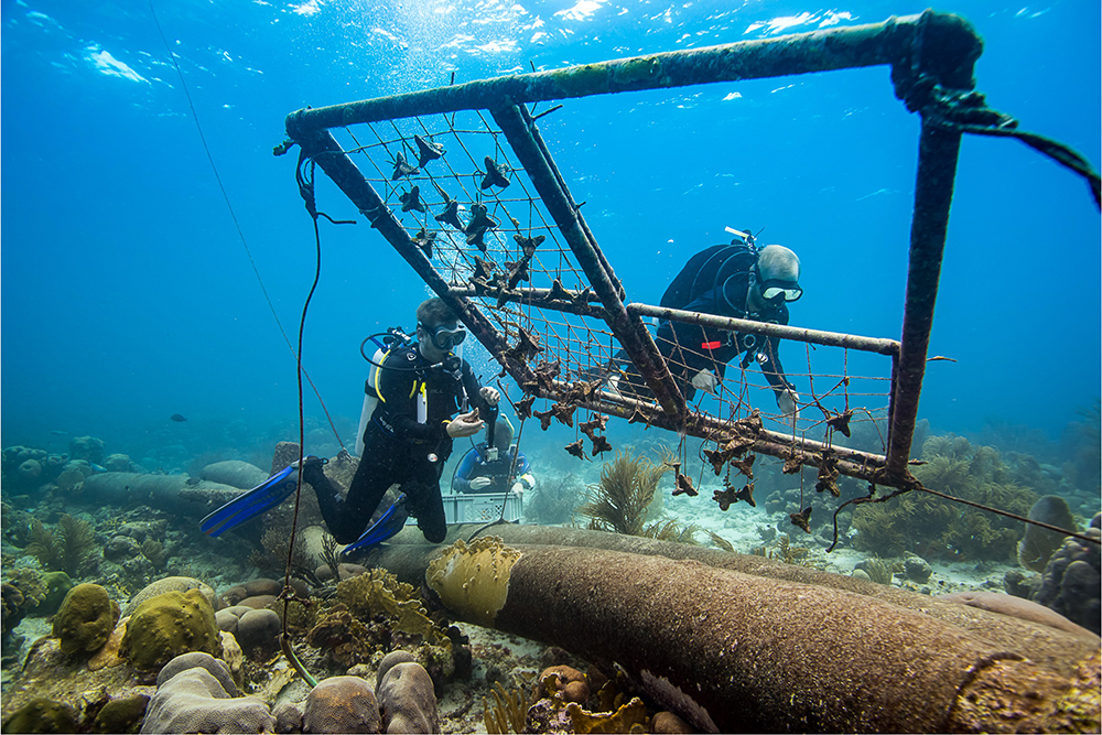 Coral restoration