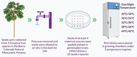 illustration of seeds research process
