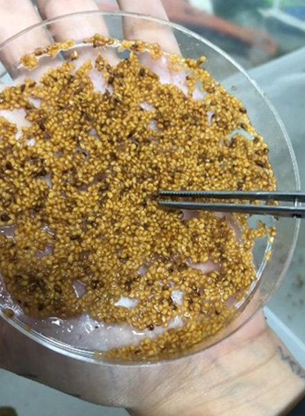Seeds in a petri dish. (Photo courtesy of Quesada Avila)