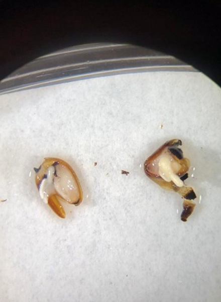 Seed embryo under the colorimetric test called tetrazolium (TZ) that measures seed embryo respiration. White means that the seed is dead. (Photo courtesy of Quesada Avila)