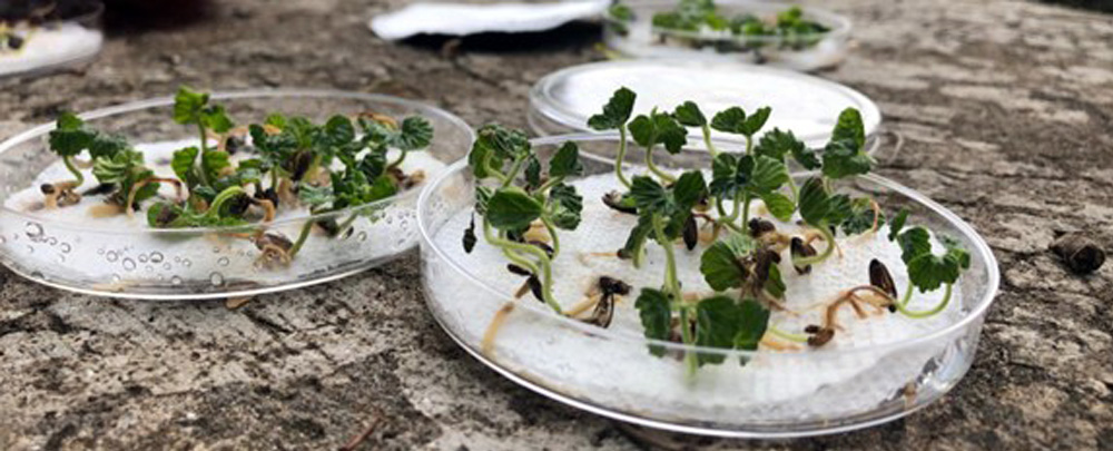 Final germination week - Cordia alliodora. (Photo courtesy of Quesada Avila)