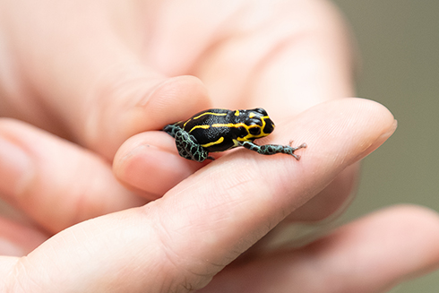 Frog