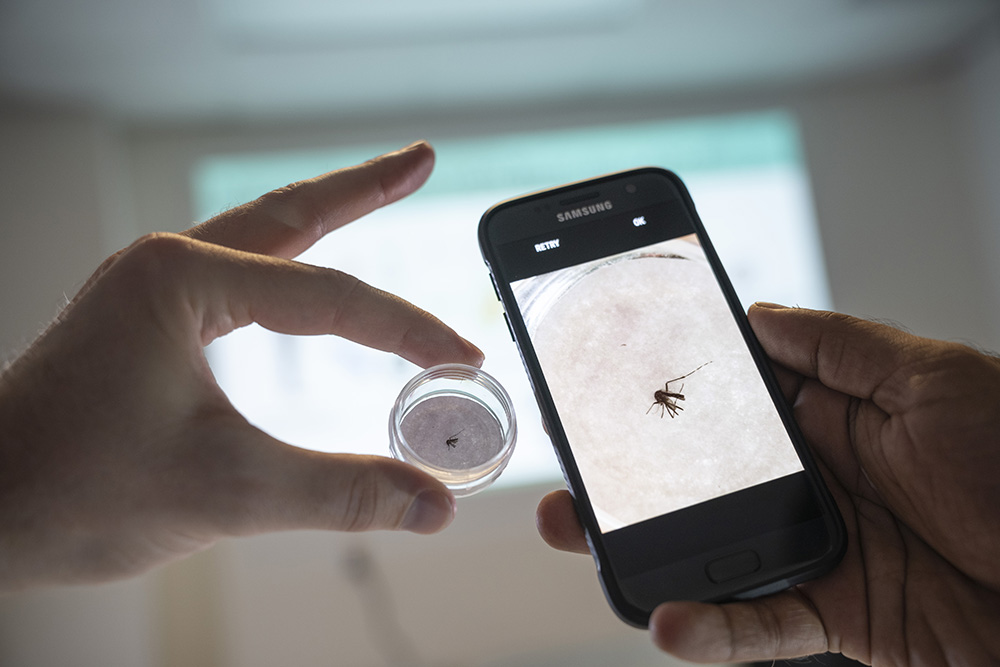 AI and citizen science help researchers identify mosquitoes