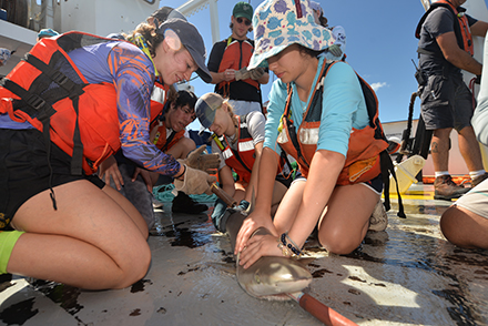 USF students fitting a blacknose shark with a uniquely numbered acoustic dart tag near the base of their dorsal fins. (Photo courtesy of Chase McGuire)