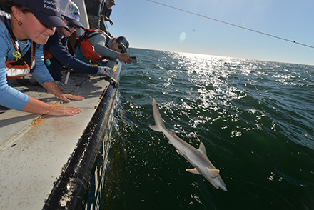 All sharks were identified, measured and documented with their location of capture before being released. (Photo courtesy of Chase McGuire)