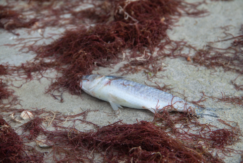 fish washed up on beach with seaweed