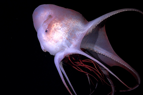Pelagic octopus and jellyfish, deep sea
