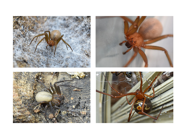 collage of 4 different spiders