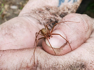 spider on a person's hand