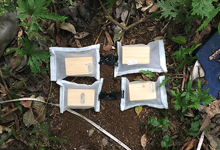Global wood block decay experiment located in tropical lowland forest in Barro Colorado Island, Panama. Photo by Paul-Camilo Zalamea.