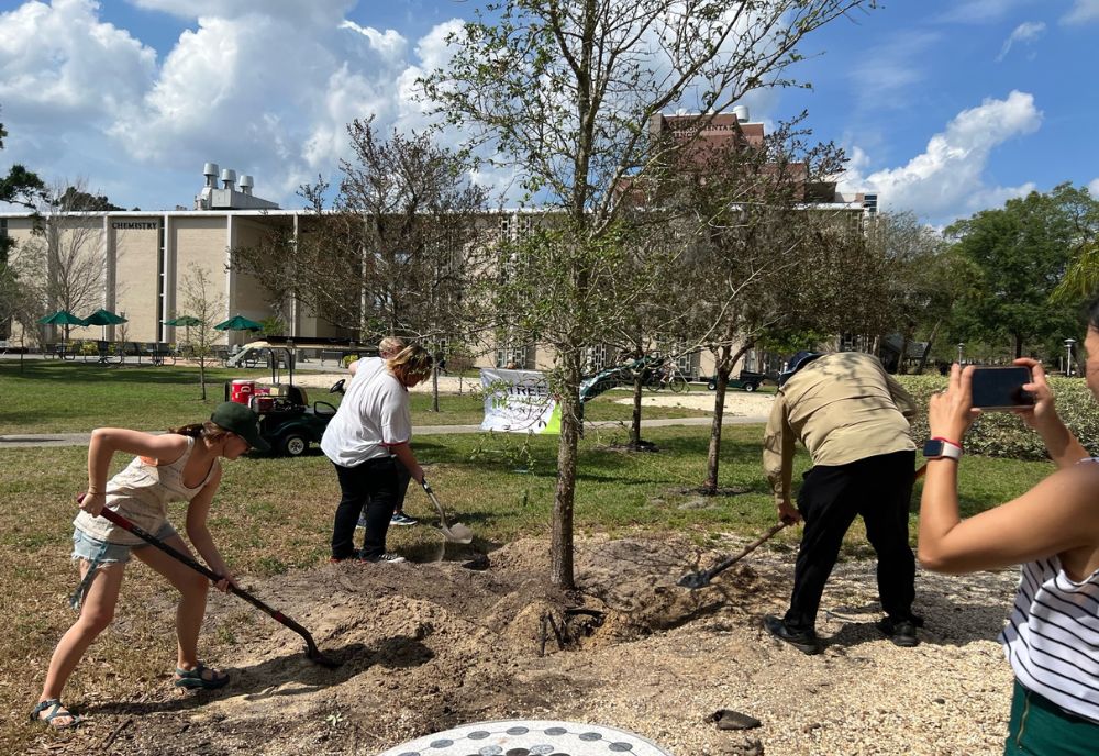 USF Tree Committee members take part in Arbor Day celebration, planting trees across USF Tampa campus. (Photo by Michelle Holden)