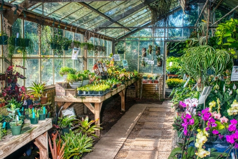 interior of greenhouse at the Botanical Gardens