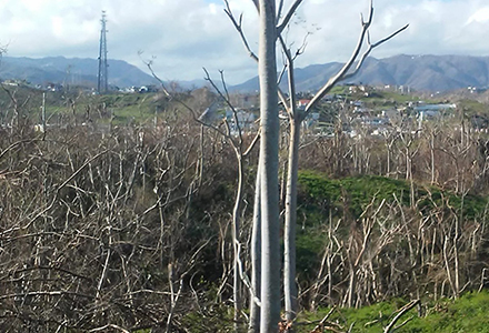 Photo of the aftermath of Hurricane Maria captured by interviewee. (Photo courtesy of Dr. Elizabeth Aranda)
