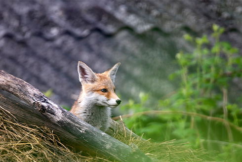 fox sits behind a tree branch in brush