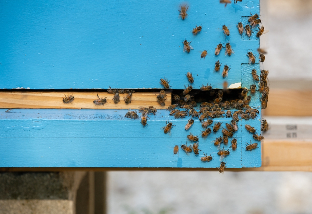 Bee box at the USF Botanical Gardens. (Photo by Corey Lepak)