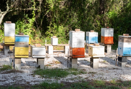 The beekeeping course takes place on the USF Botanical Gardens. (Photo by Corey Lepak)