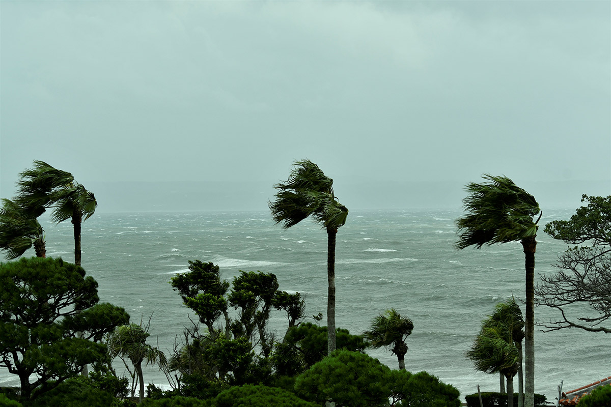 strong winds blowing palm trees beside the sea