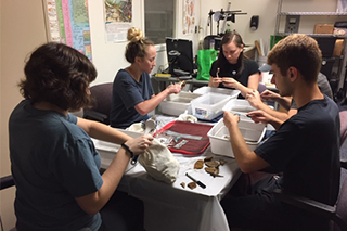 Undergraduate student volunteers work to wash artifacts in the Historic Archaeology Lab