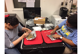 Undergraduate student volunteers help clean and process animal remains in the Zooarchaeology Lab