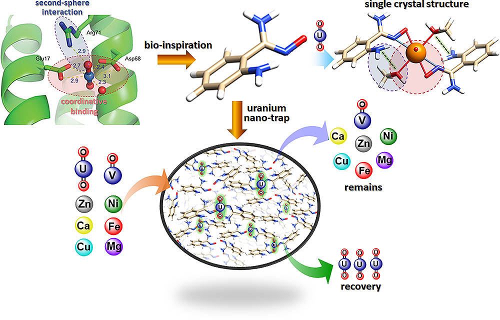 Bio-inspired Uranium Nano-traps.