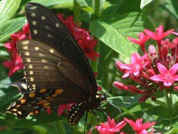 USF Botanical Gardens, Butterfly