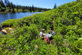 Tyelyn Brigino sampling a groundwater seep. (Credit: Kai Rains / University of South Florida)