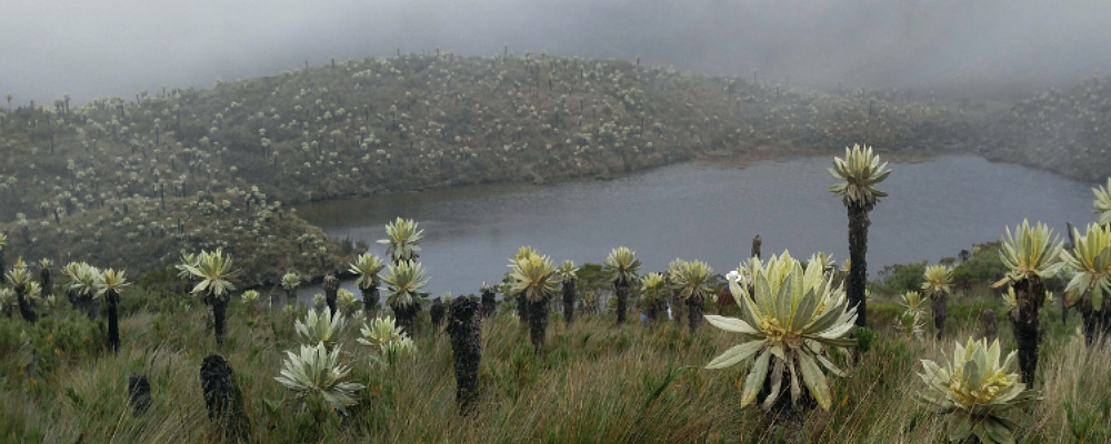 field of agave plants