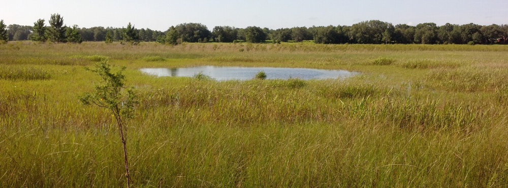 Ecohydrology