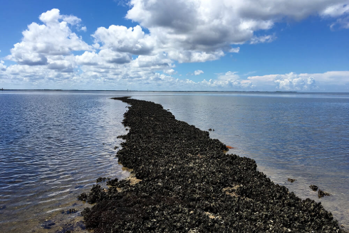 Oyster on sandbed