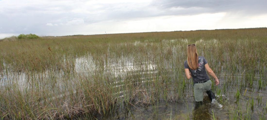 Past graduate student Hilary Flower in the Everglades