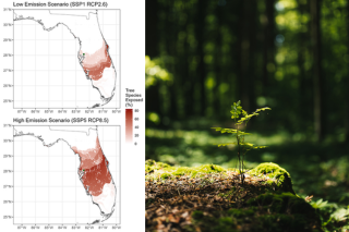 collage of maps with tree species and tree stock photo