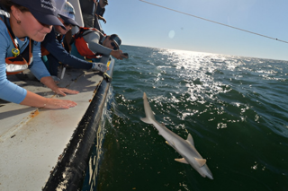 shark being released back into the ocean